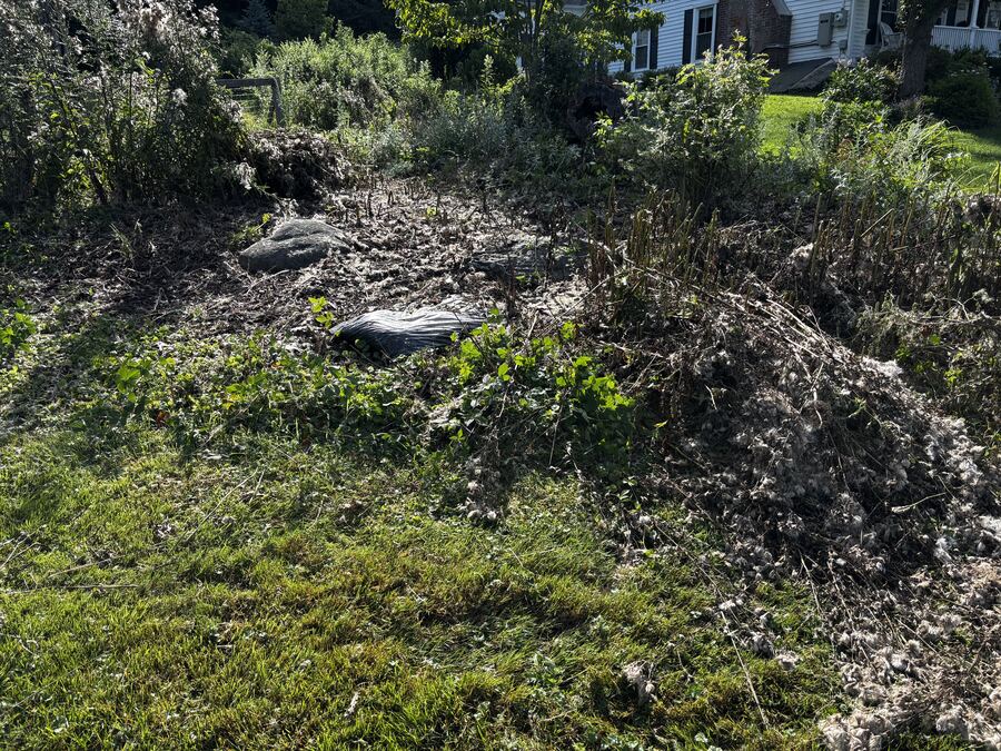 Overgrown bed before cleanup